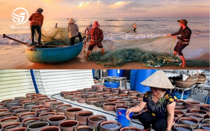 Cá Cơm Quảng Ngãi