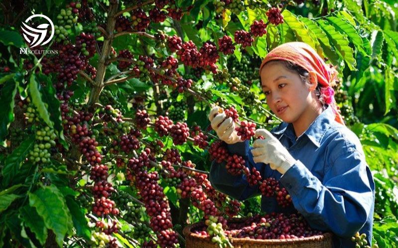 Cà Phê Buôn Ma Thuột