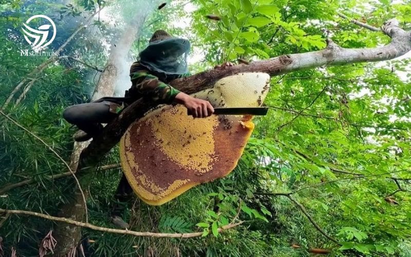 Mật Ong Rừng Tây Nguyên