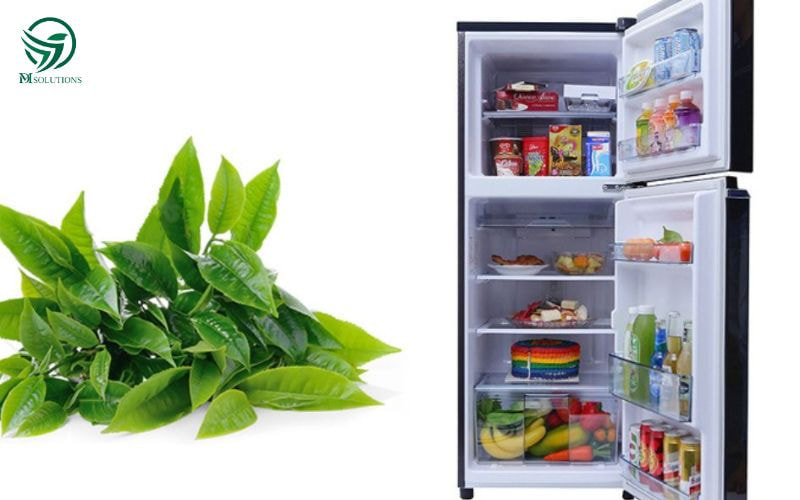 Bảo quản lá trà xanh trong ngăn mát tủ lạnh